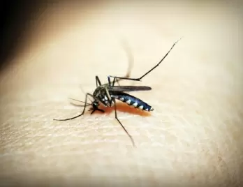 Some arthritis may be caused by mosquito-borne viruses